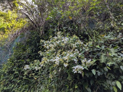 八仙山國家森林遊樂區華八仙盛開貌 (林業及自然保育署臺中分署提供)